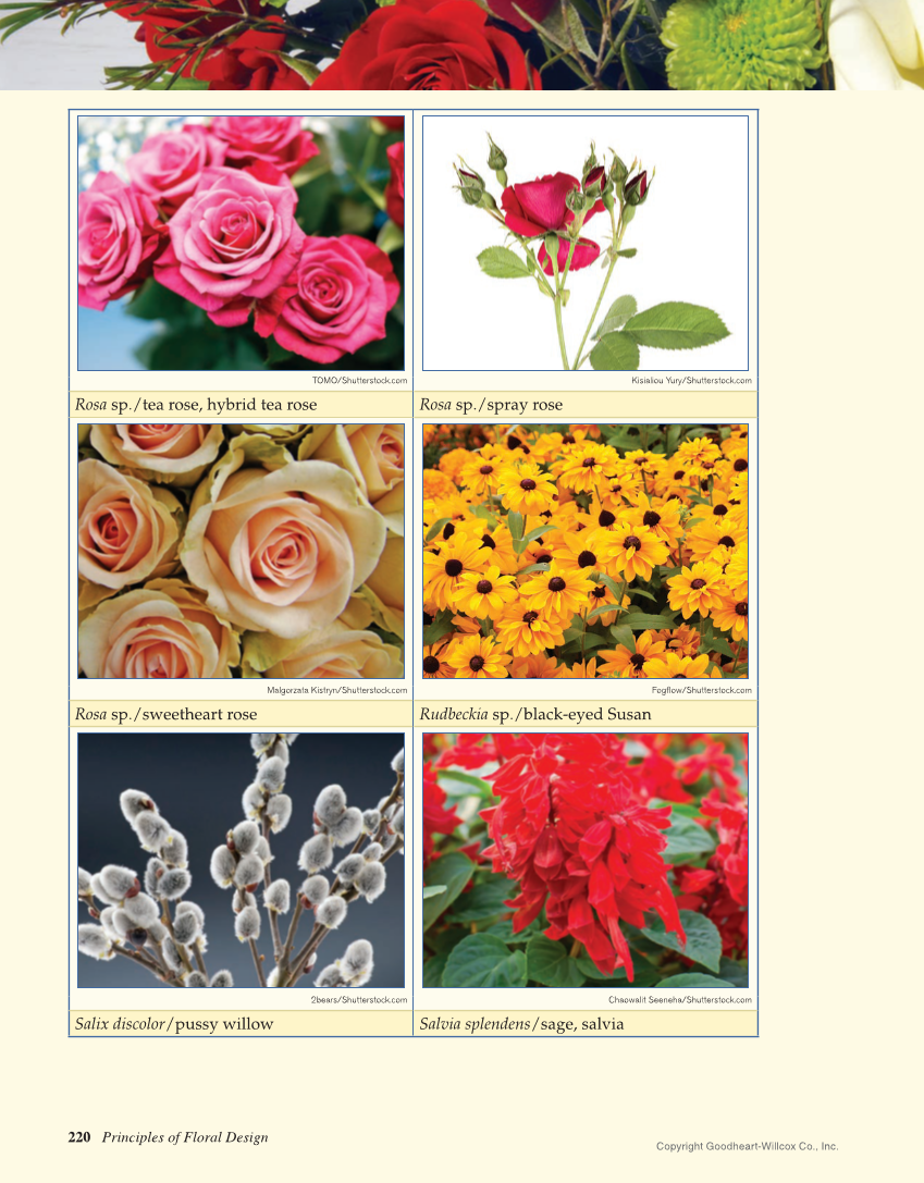 Principles of Floral Design: An Illustrated Guide, 2nd Edition page 220