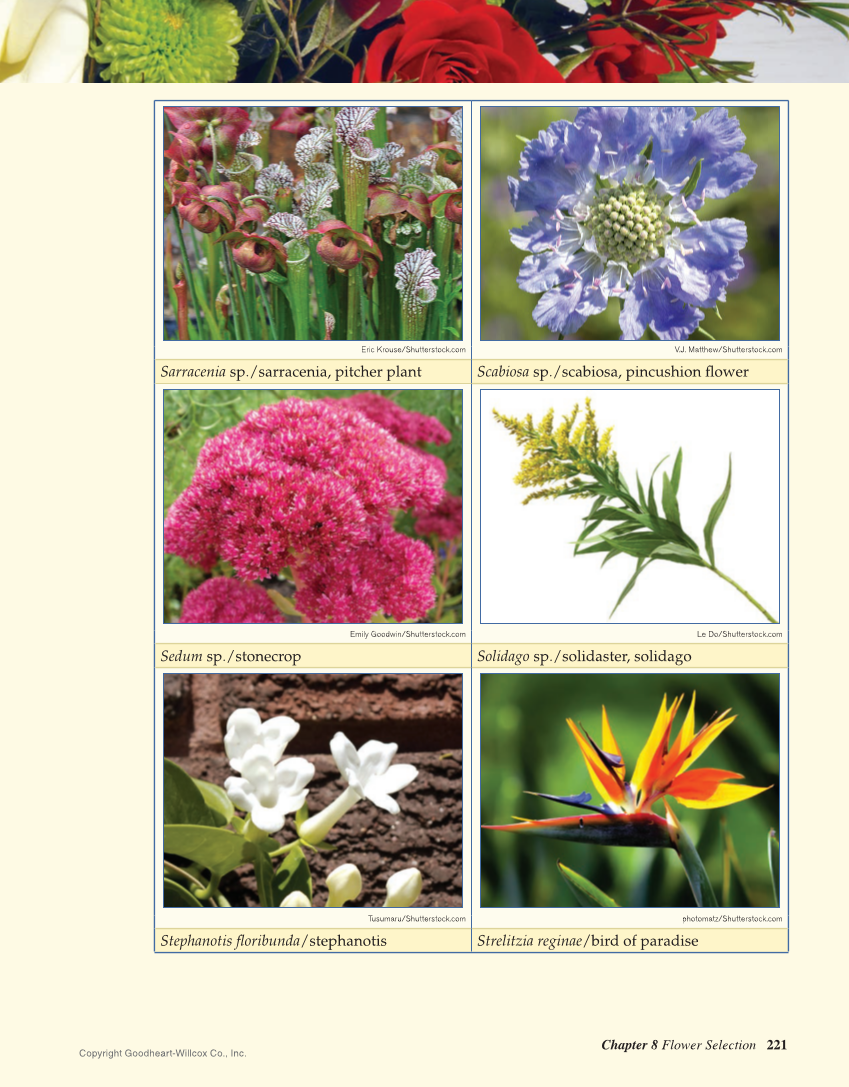 Principles of Floral Design: An Illustrated Guide, 2nd Edition page 221