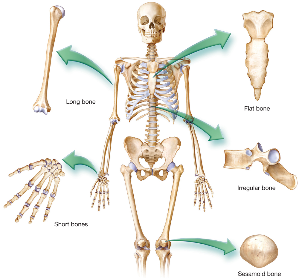Skeleton Examples Tizra Reader